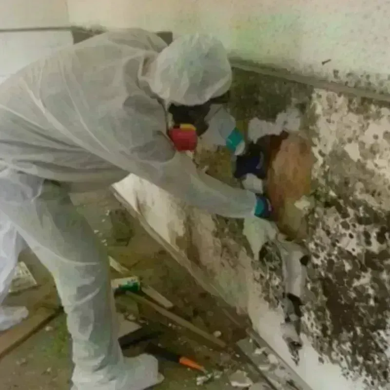 Mold Remediation and Removal in Foscoe, NC